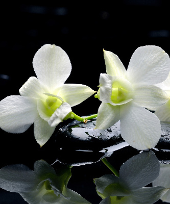 Okenní roleta vnitřní s motivem orchidejí a elegantním designem