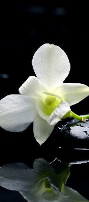 Okenní roleta vnitřní s motivem orchidejí a elegantním designem