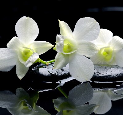 Okenní roleta vnitřní s motivem orchidejí a elegantním designem