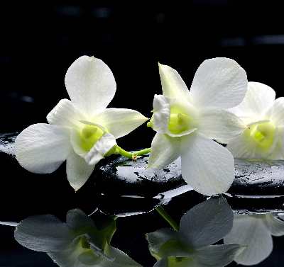 Okenní roleta vnitřní s motivem orchidejí a elegantním designem