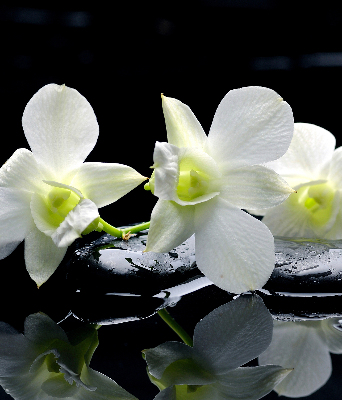 Okenní roleta vnitřní s motivem orchidejí a elegantním designem