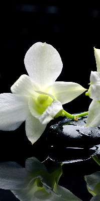 Okenní roleta vnitřní s motivem orchidejí a elegantním designem