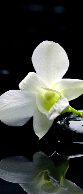 Okenní roleta vnitřní s motivem orchidejí a elegantním designem