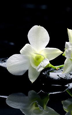 Okenní roleta vnitřní s motivem orchidejí a elegantním designem