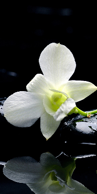 Okenní roleta vnitřní s motivem orchidejí a elegantním designem