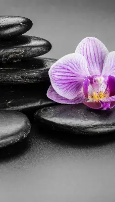 Okenní roleta vnitřní s motivem orchidejí na kamenech