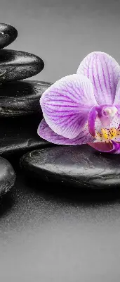 Okenní roleta vnitřní s motivem orchidejí na kamenech