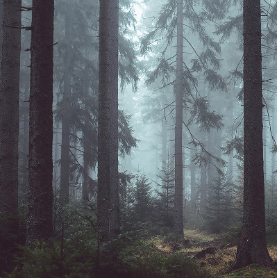 Okenní roleta les v noci