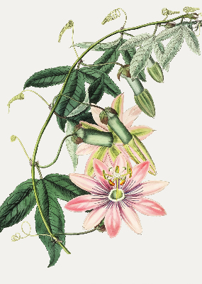 Látková roleta růžový květ