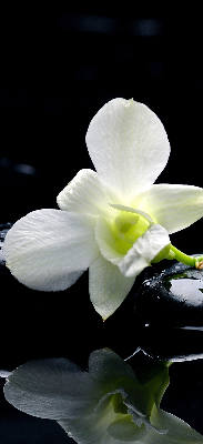 Zatemňovací roleta na okno s motivem orchidejí a elegantním designem