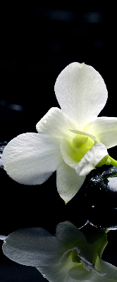 Zatemňovací roleta na okno s motivem orchidejí a elegantním designem