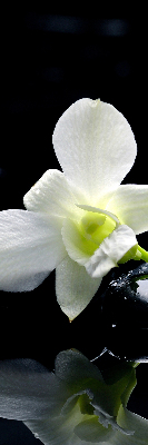 Zatemňovací roleta na okno s motivem orchidejí a elegantním designem