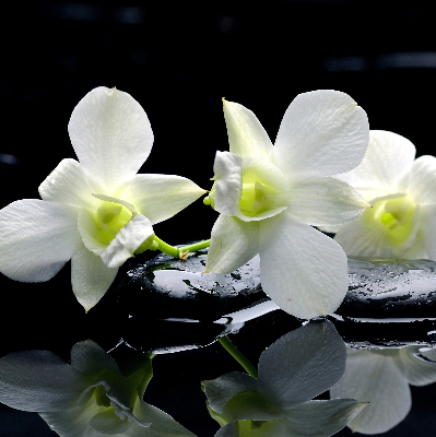 Zatemňovací roleta na okno s motivem orchidejí a elegantním designem