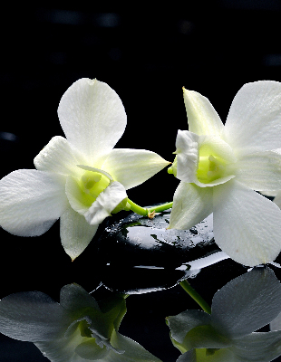 Zatemňovací roleta na okno s motivem orchidejí a elegantním designem
