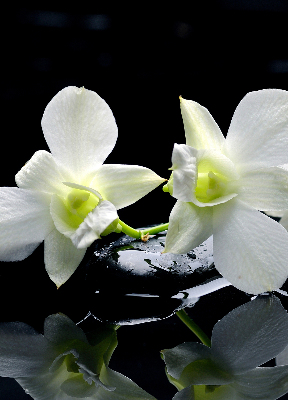 Zatemňovací roleta na okno s motivem orchidejí a elegantním designem