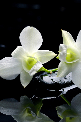 Zatemňovací roleta na okno s motivem orchidejí a elegantním designem