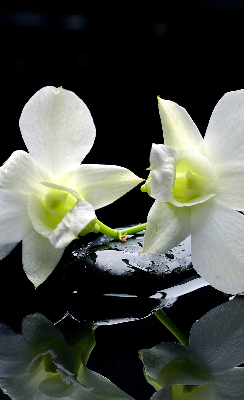 Zatemňovací roleta na okno s motivem orchidejí a elegantním designem
