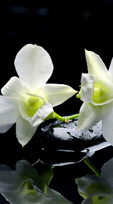 Zatemňovací roleta na okno s motivem orchidejí a elegantním designem