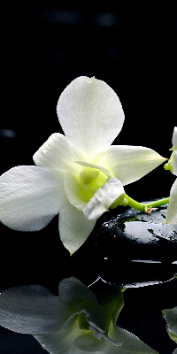 Zatemňovací roleta na okno s motivem orchidejí a elegantním designem