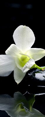 Zatemňovací roleta na okno s motivem orchidejí a elegantním designem