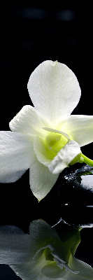 Zatemňovací roleta na okno s motivem orchidejí a elegantním designem