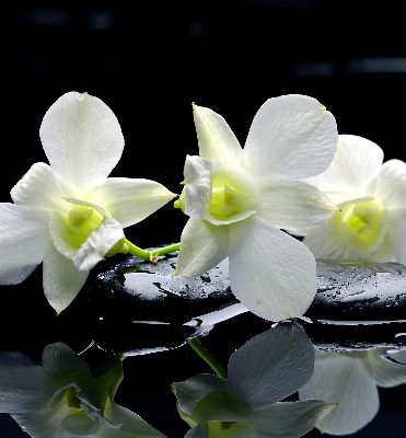 Zatemňovací roleta na okno s motivem orchidejí a elegantním designem