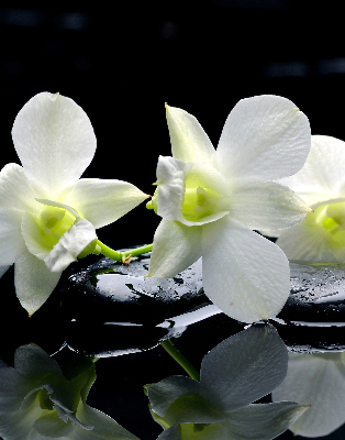 Zatemňovací roleta na okno s motivem orchidejí a elegantním designem