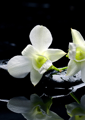 Zatemňovací roleta na okno s motivem orchidejí a elegantním designem