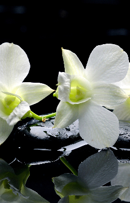 Zatemňovací roleta na okno s motivem orchidejí a elegantním designem