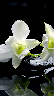 Zatemňovací roleta na okno s motivem orchidejí a elegantním designem