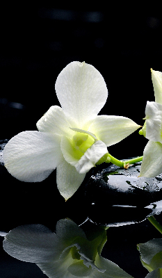 Zatemňovací roleta na okno s motivem orchidejí a elegantním designem