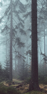 Látková roleta na okno v designu Les v noci