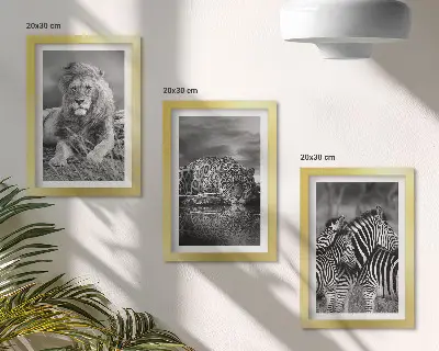 Sada tří obrazů divoká zvířata savany se lvem, jaguárem a zebrou