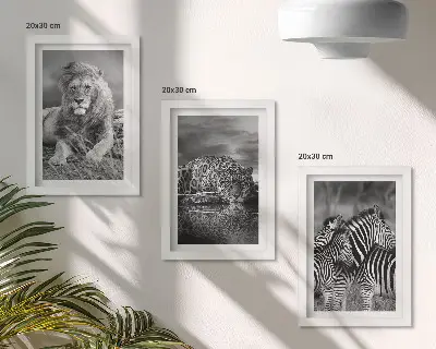 Sada tří obrazů divoká zvířata savany se lvem, jaguárem a zebrou