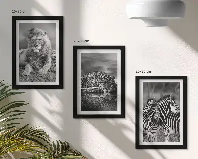 Sada tří obrazů divoká zvířata savany se lvem, jaguárem a zebrou