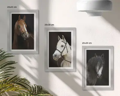 Sada obrazů na zeď portréty koní v různých odstínech srsti