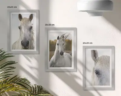 Sada tří obrazů bílí koně v různých pózách na přírodním pozadí