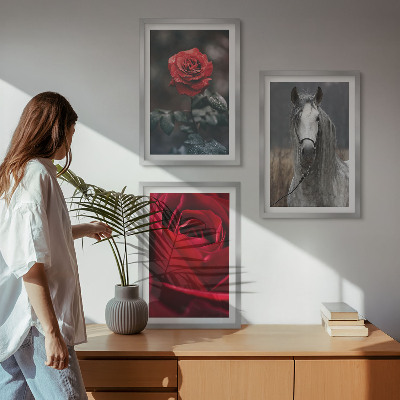 Sada 3 obrazů Červené růže koňský šedý svět