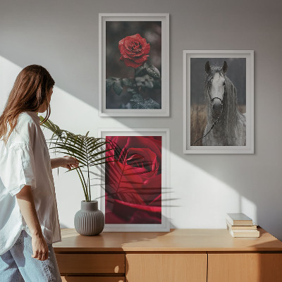Sada 3 obrazů Červené růže koňský šedý svět