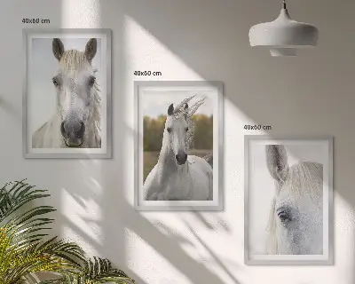 Bílí koně v přírodě sada 3 obrazů